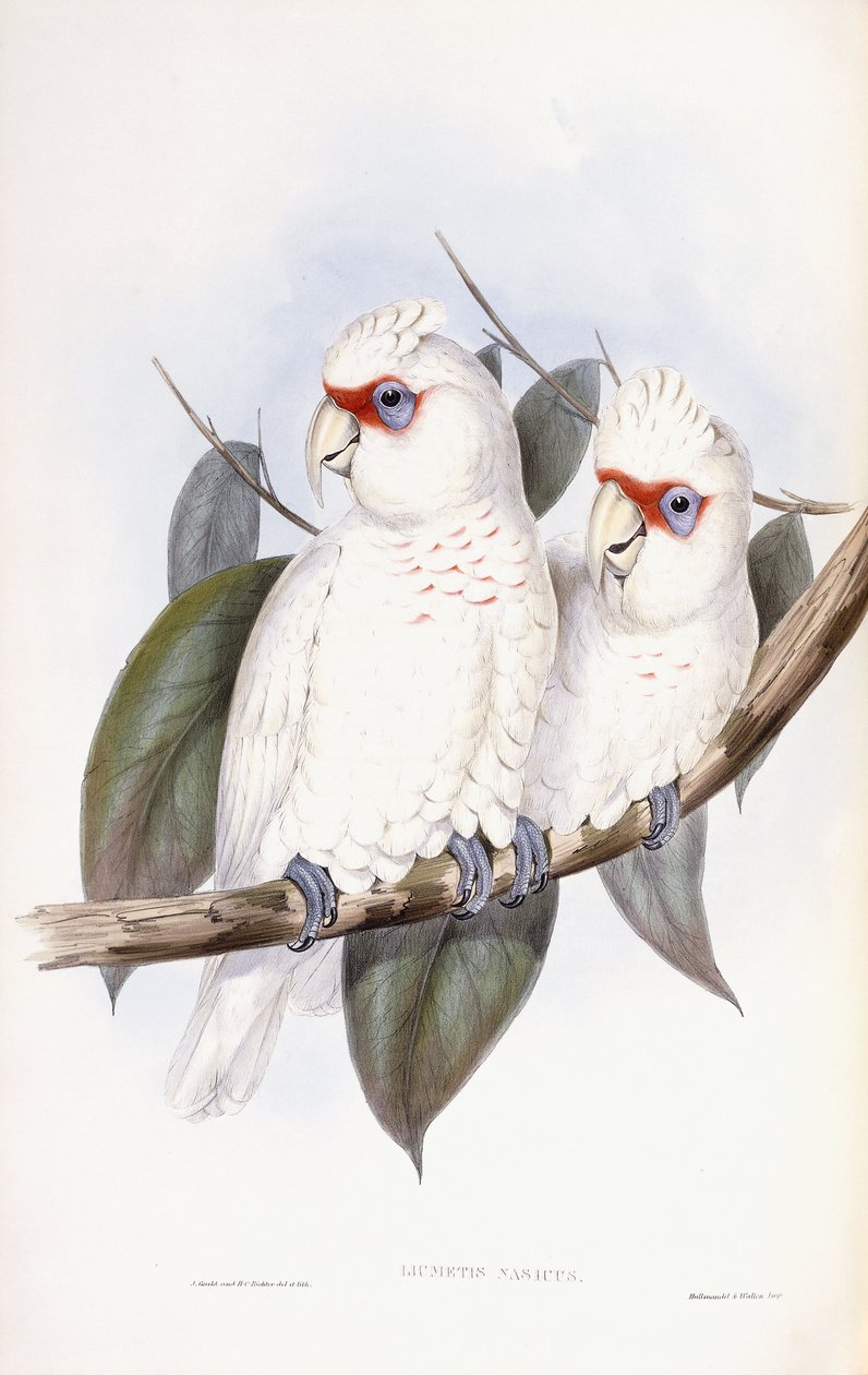 Långnäbbad kakadua av John Gould