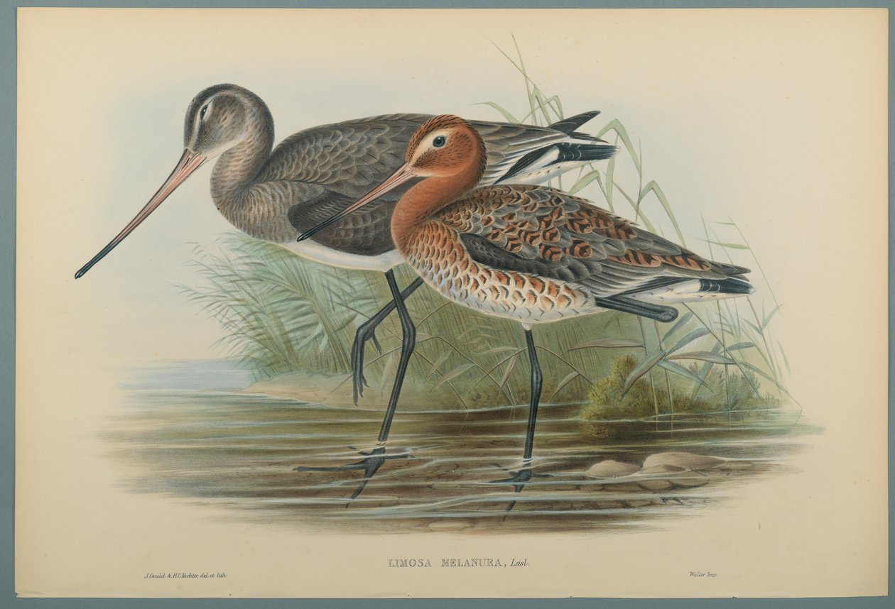 Lurinosa Melanura (färg litho på vävt papper) av John Gould