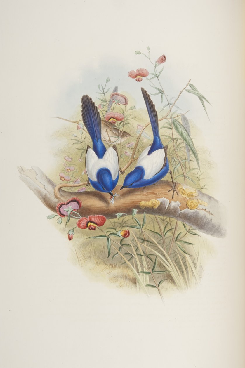 Malurus leuconotus, från "The Birds of Australia" av John Gould, 1840 av John Gould