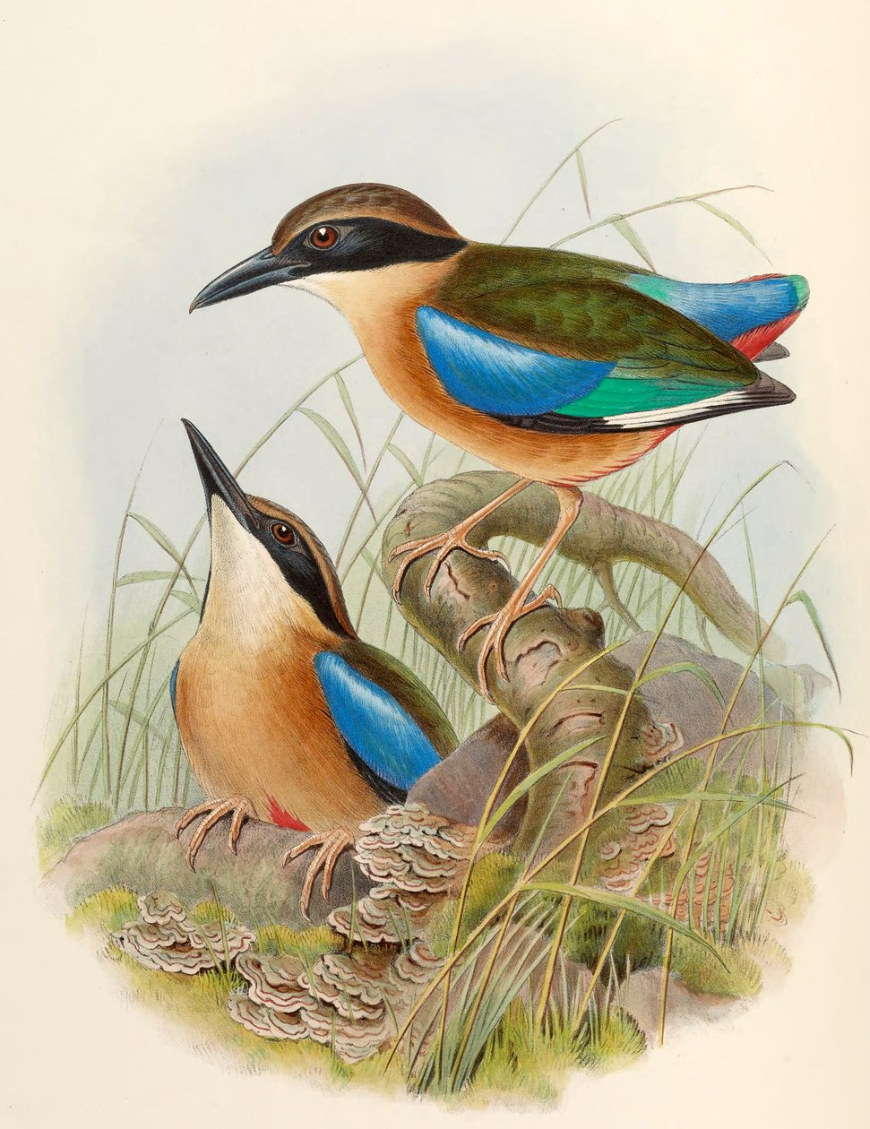 Mangrove Pitta (Blåvingad Pitta) Pitta megarhyncha Schlegel av John Gould