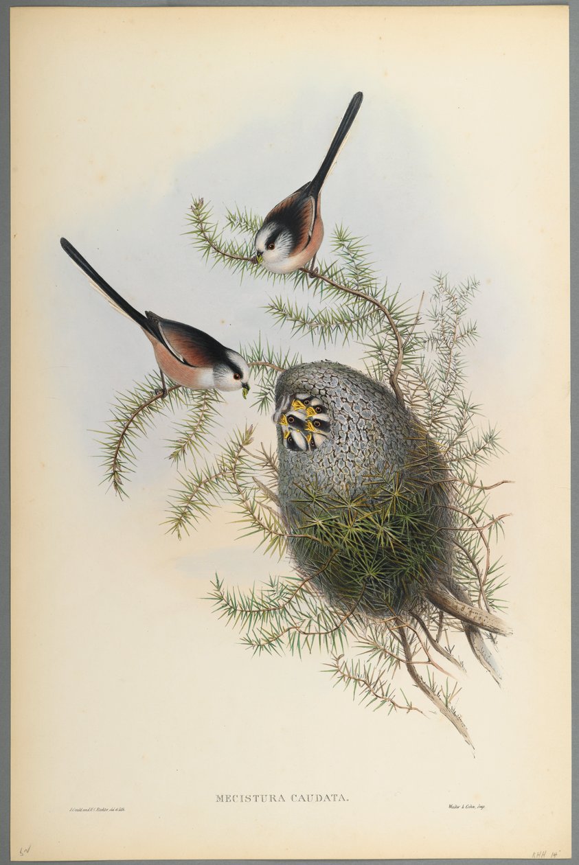 Mecistura Caudata - Långsvansmes (färg litho på vävt papper) av John Gould