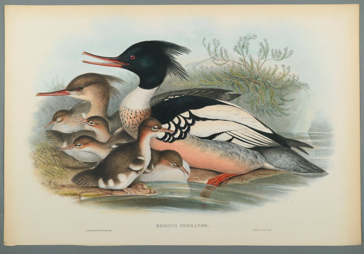 Mergus Serrator: Merganser (färg litho på vävt papper) av John Gould