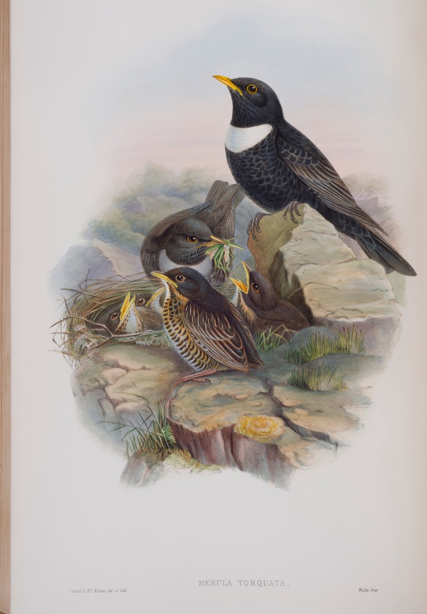 Merula Torquata, tallrik från The Birds of Great Britain av John Gould, publicerad 1862-73 (handfärgad lito) av John Gould