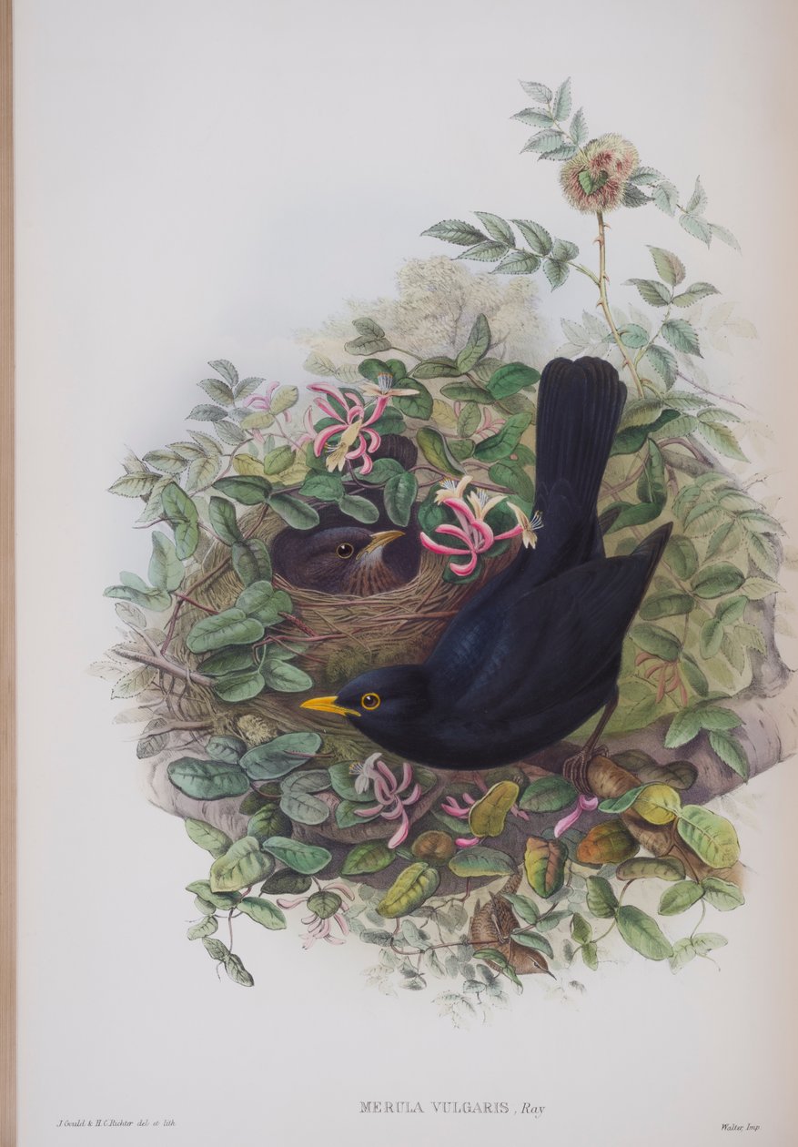Merula Vulgaris, tallrik från The Birds of Great Britain av John Gould, publicerad 1862-73 (handfärgad litho) av John Gould
