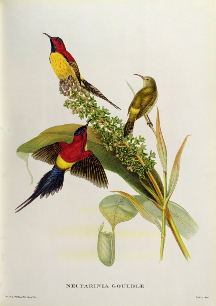 Nectarinia Gouldae från "Tropical Birds", 1800-talet av John Gould
