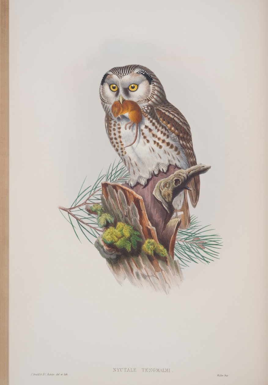 Nyctale Tengmalmi, tallrik från The Birds of Great Britain av John Gould, publicerad 1862-73 (handfärgad litho) av John Gould