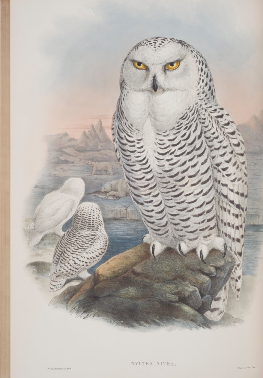 Nyctea Nivea, tallrik från The Birds of Great Britain av John Gould, publicerad 1862-73 (handfärgad litho) av John Gould