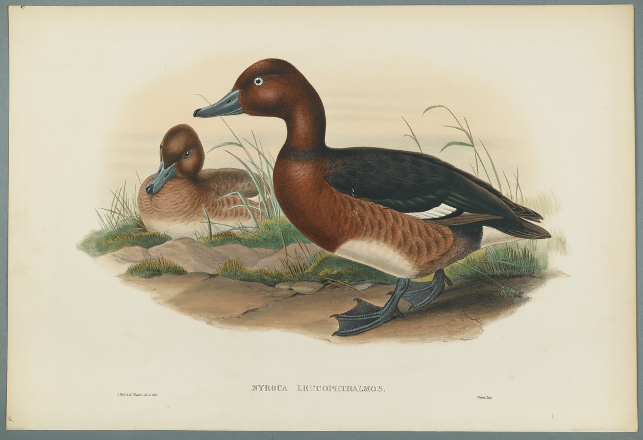 Nyroca Leucophtalmos: Vita ögon eller järnanka (färg litho på vävt papper) av John Gould