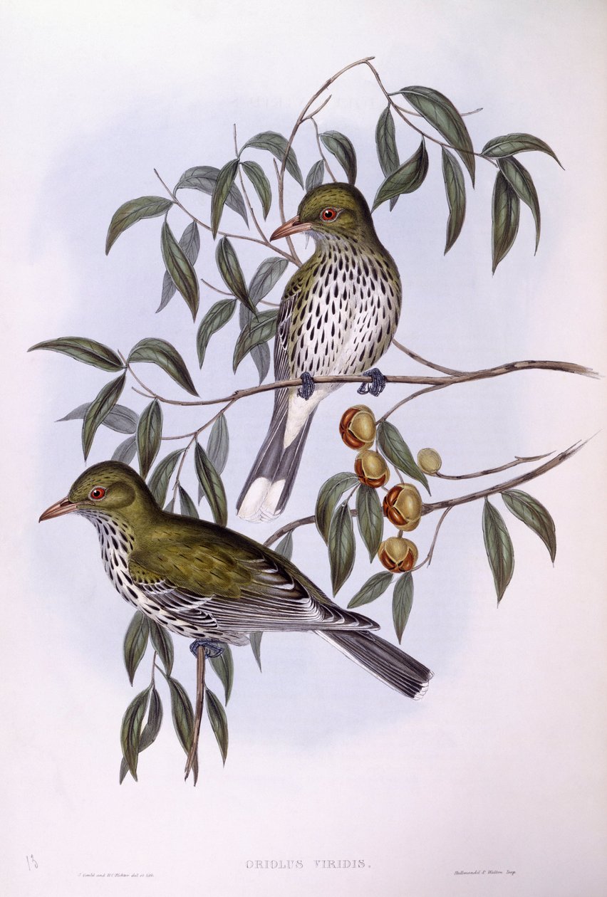 Olivryggad oriole (Oriolus sagittatus), Gravyr av John Gould av John Gould