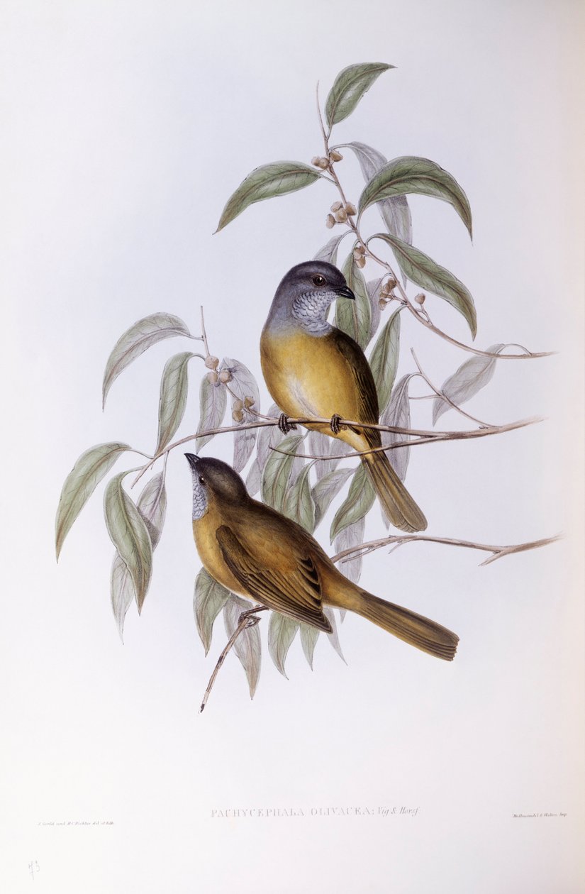 Olive whistler (Pachycephala olivacea), gravyr av John Gould av John Gould