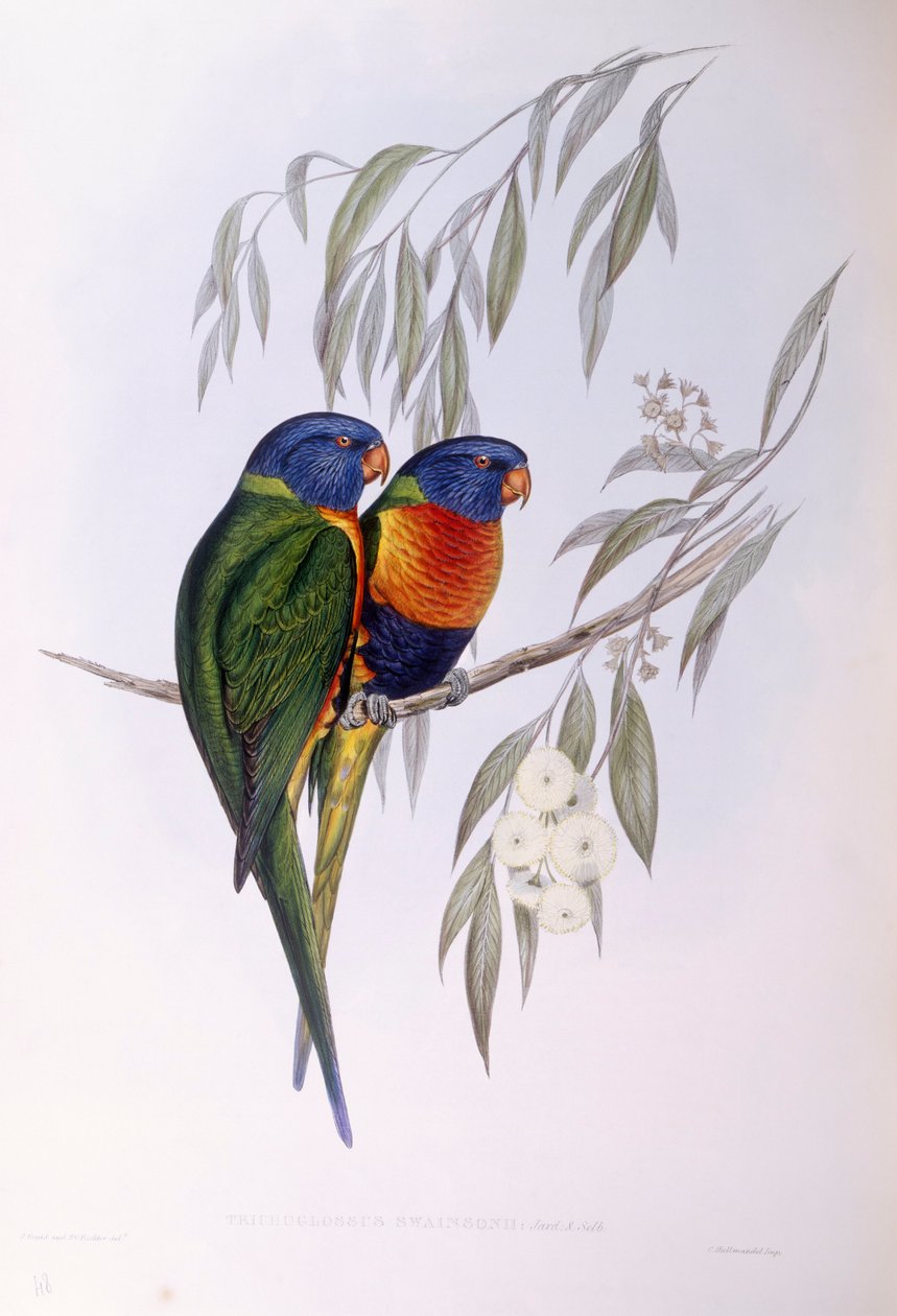 Utsmyckad lorikeet (Trichoglossus ornatus), gravyr av John Gould av John Gould