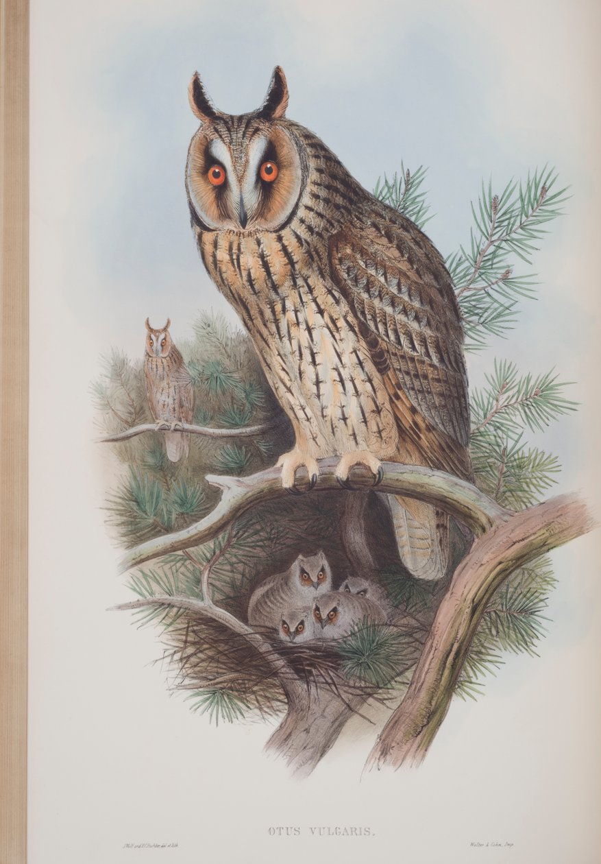 Otus Vulgaris, tallrik från The Birds of Great Britain av John Gould, publicerad 1862-73 (handfärgad litho) av John Gould