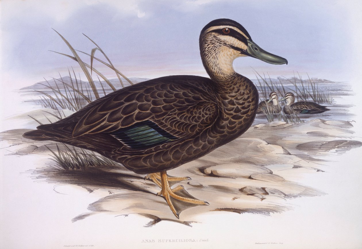 Stillahavssvart anka (Anas superciliosa), gravyr av John Gould av John Gould