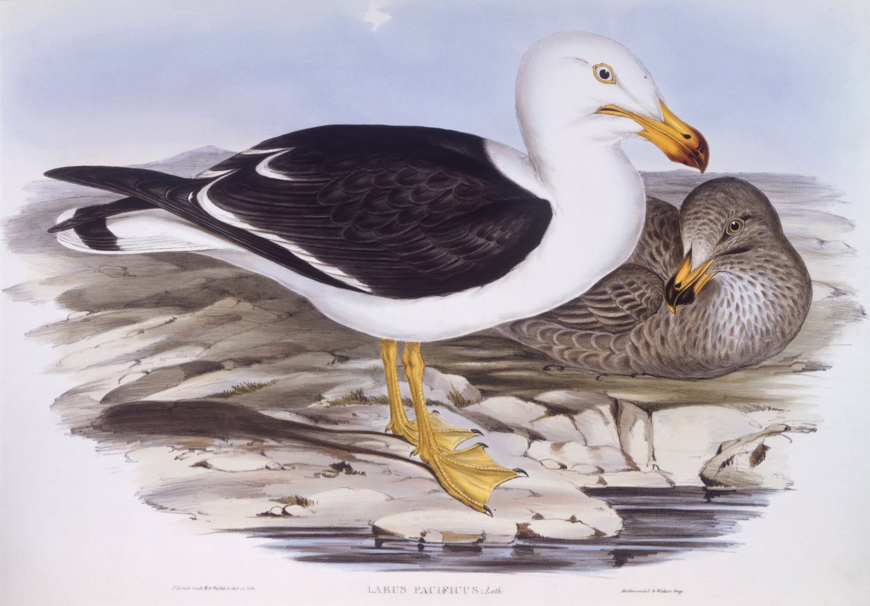 Stillahavsmås (Larus pacificus), Gravyr av John Gould av John Gould