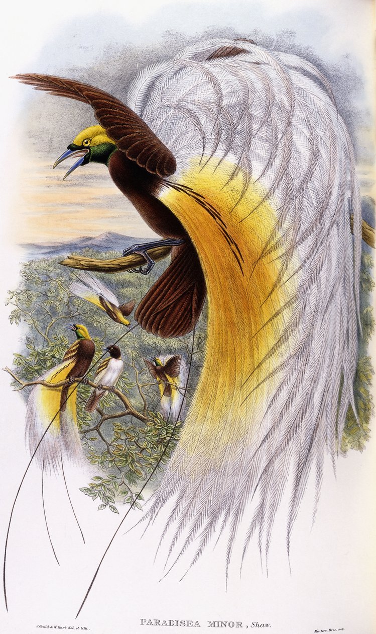 Paradisaea Minor av John Gould