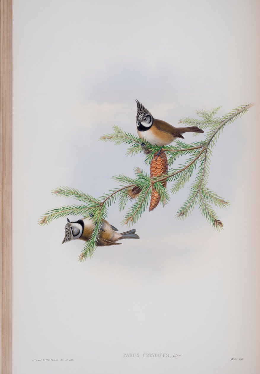 Parus Cristatus, tallrik från The Birds of Great Britain av John Gould, publicerad 1862-73 (handfärgad lito) av John Gould
