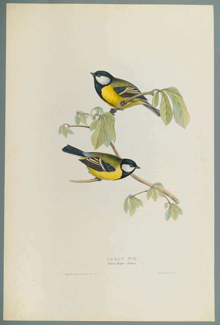 Parus Major: Talgox (färg litho på vävt papper) av John Gould