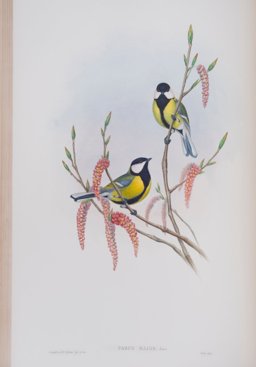 Parus Major, tallrik från The Birds of Great Britain av John Gould, publicerad 1862-73 (handfärgad litho) av John Gould