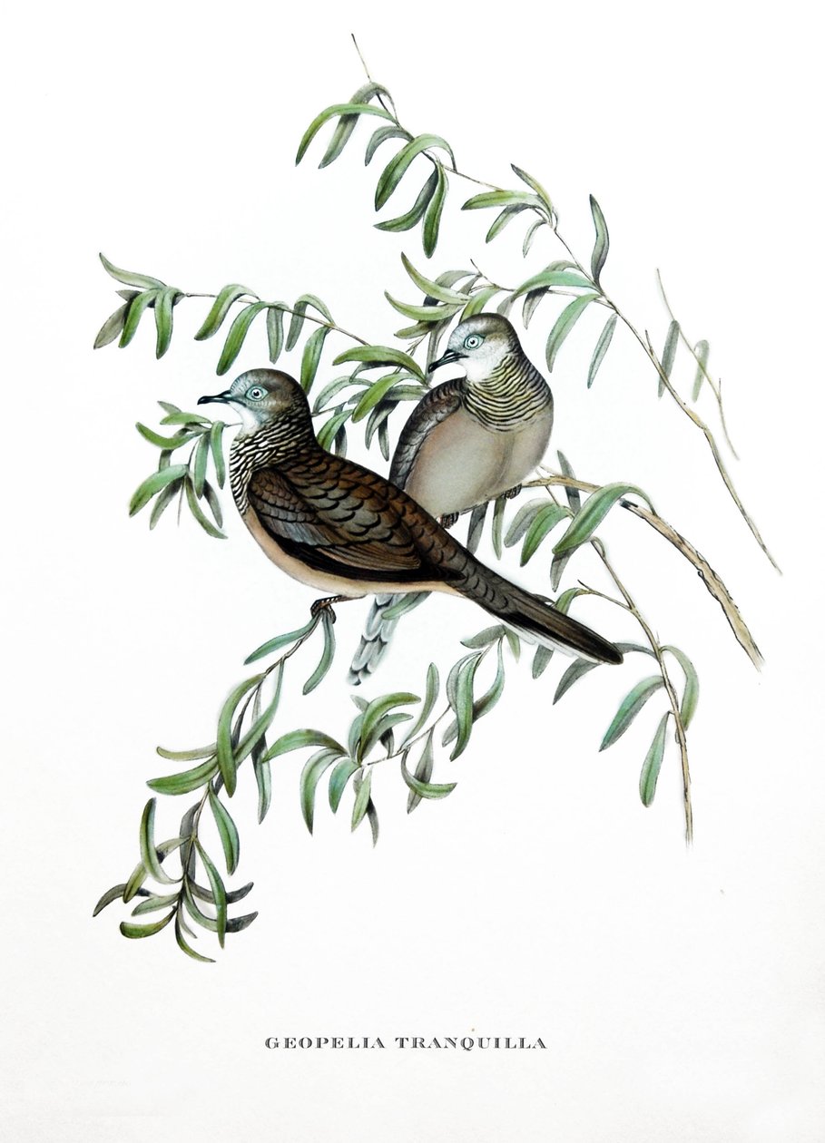 Peaceful Dove, fåglar från Australien, gravyr ur bok av John Gould (1804-1881) "Tropical Birds" av John Gould