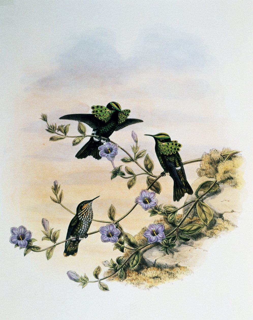 Peacock Coquette (Lophornis pavoninus), gravyr från Monograph of Trochilidae eller Humming Birds (1849-1861), av John Gould (1804-1881), Storbritannien av John Gould