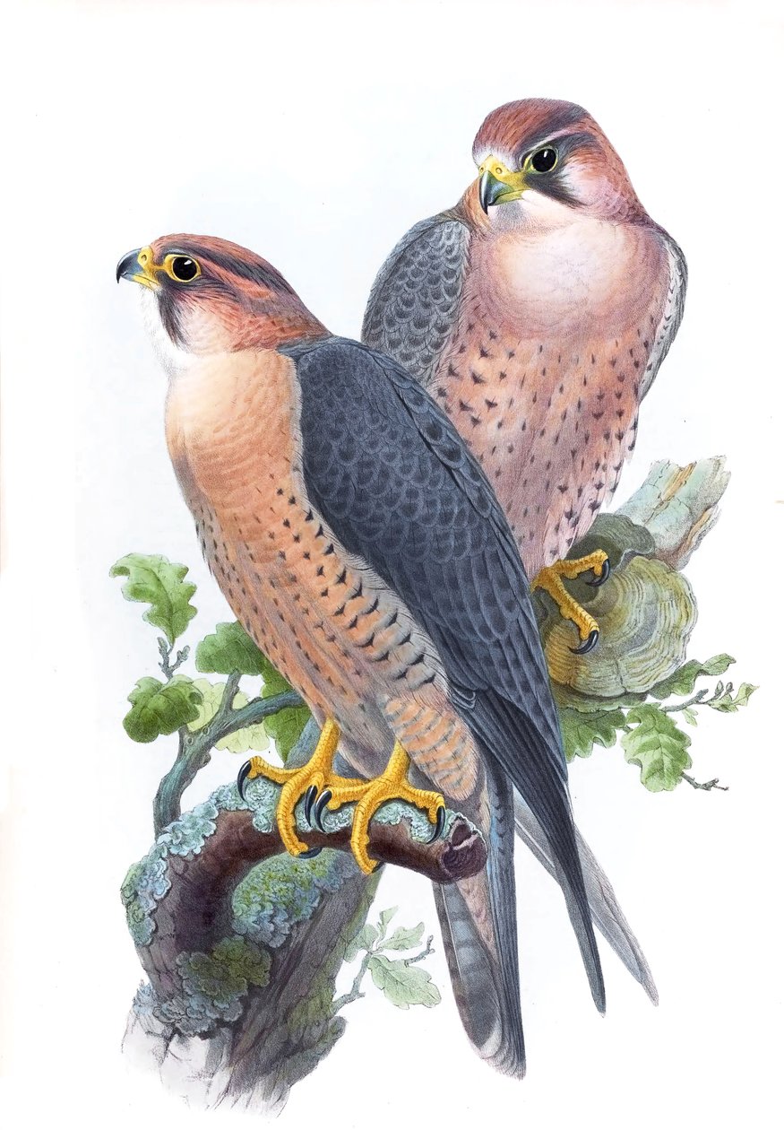Pilgrimsfalk, (rödhårig falk) Falco peregrinus babylonicus Sclater av John Gould