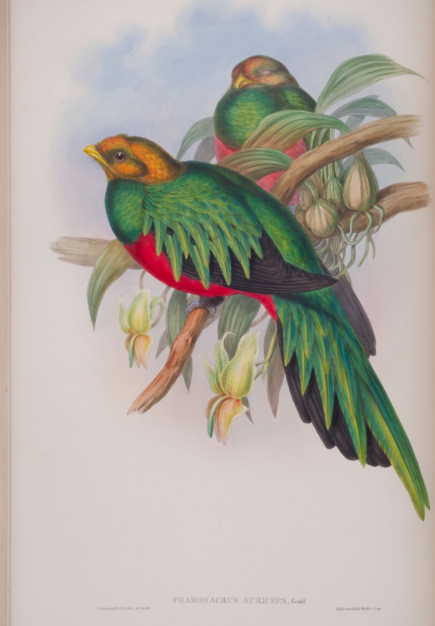 Pharomacrus Auriceps, tallrik från The Birds of Great Britain av John Gould, publicerad 1862-73 (handfärgad litho) av John Gould