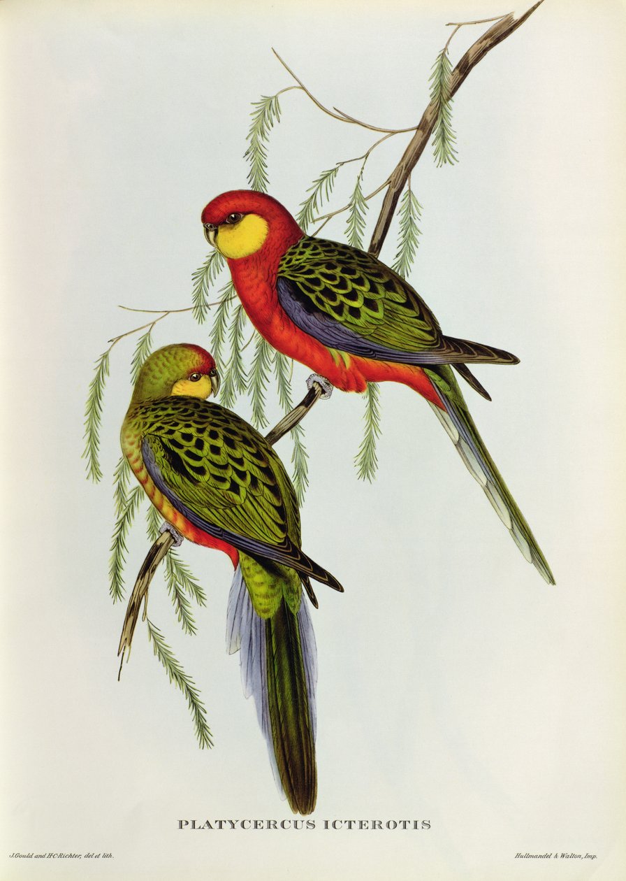Platycercus Icterotisswed av John Gould
