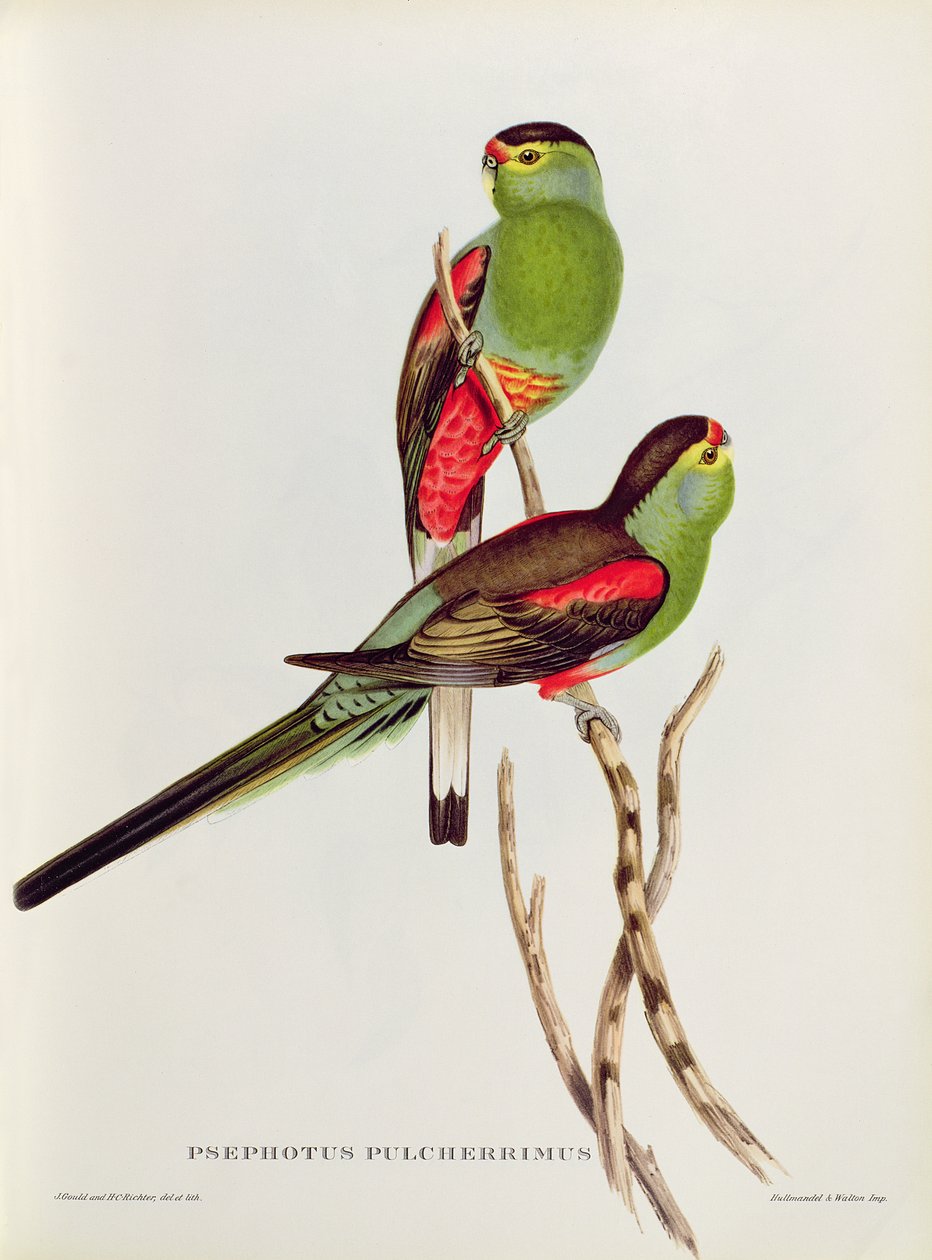 Psefoto av John Gould