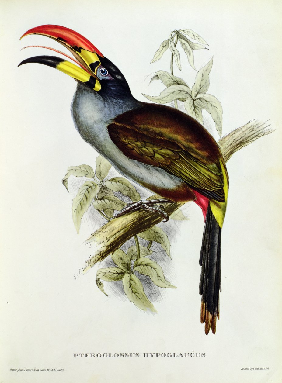 Pteroglossus Hypoglaucus från "Tropical Birds" av John Gould