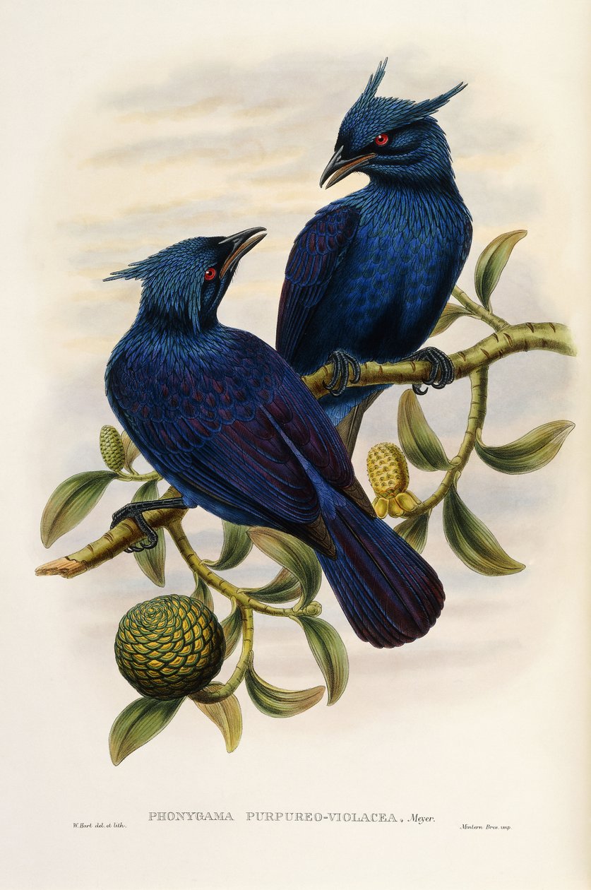 Lila och violett Manucode av John Gould