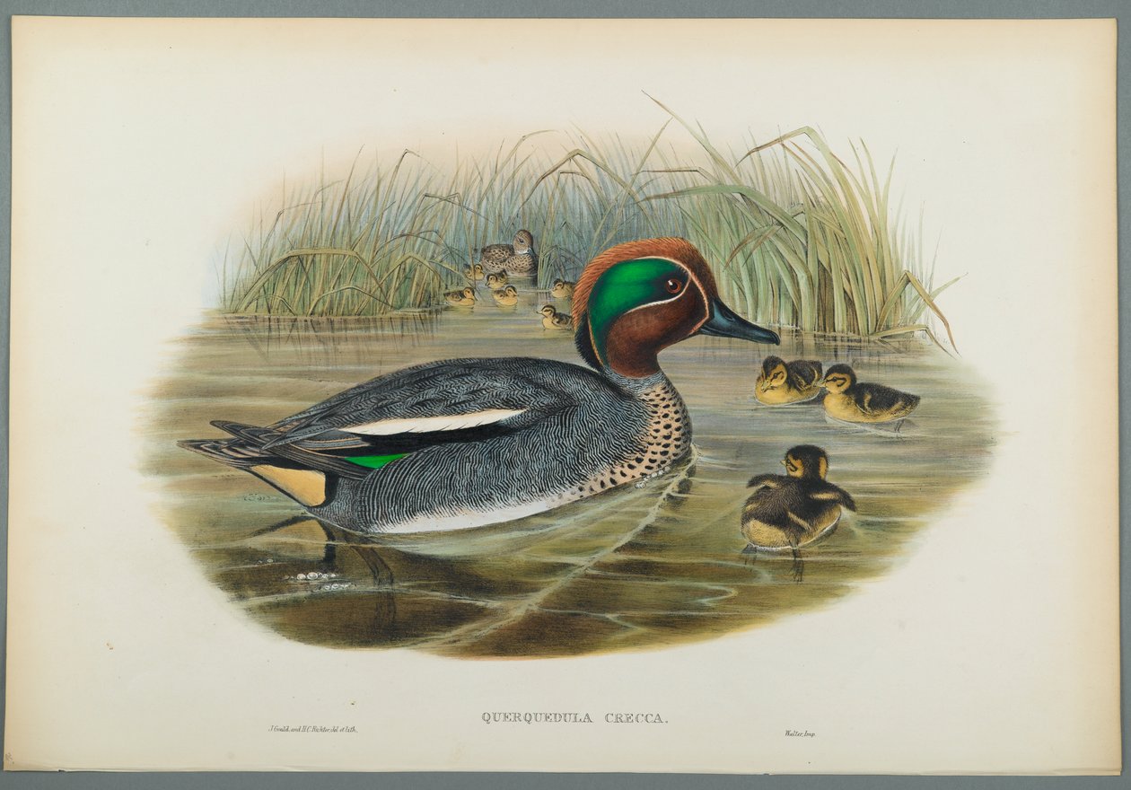 Querquedula Crecca: kricka (färg litho på vävt papper) av John Gould