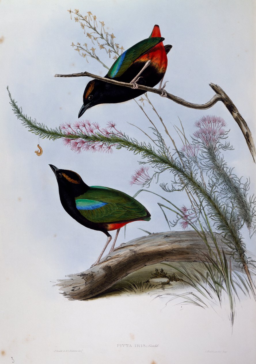 Rainbow Pitta (Pitta iris), gravyr från Birds of Australia av John Gould
