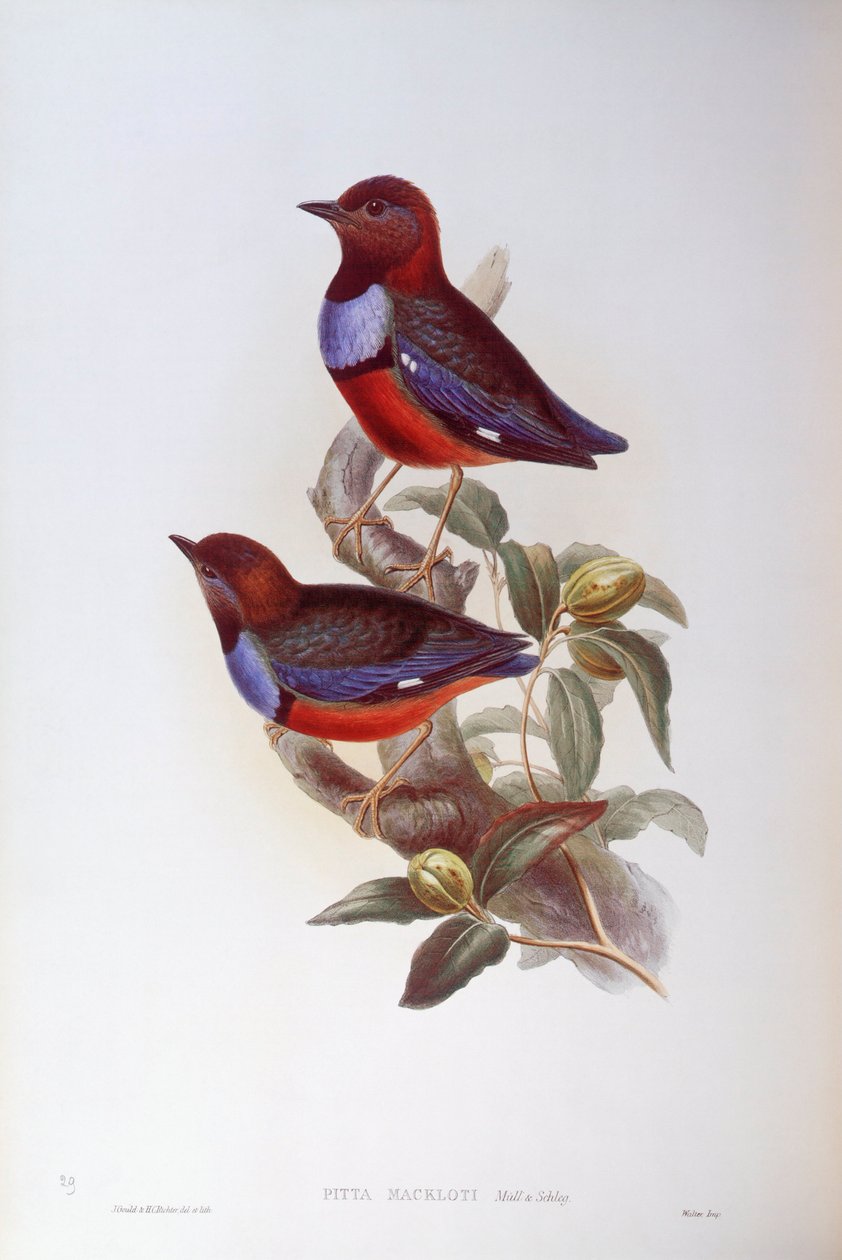 Rödbukig pitta (Pitta erythrogaster), Gravyr av John Gould av John Gould