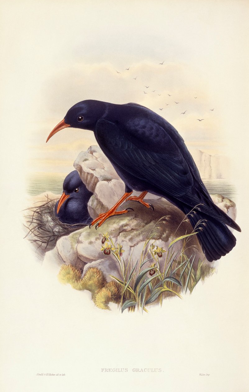 Rödnäbbadough (Pyrrhocorax pyrrhocorax), Gravyr av John Gould av John Gould