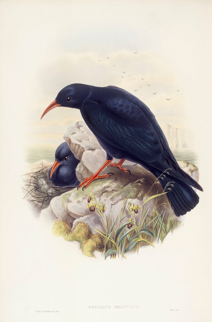 Röd näbbchough (Pyrrhocorax pyrrhocorax), Gravyr av John Gould av John Gould