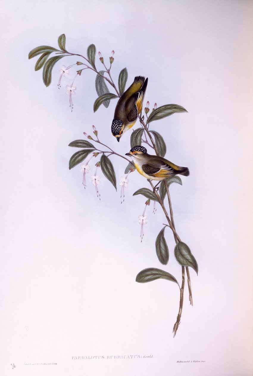 Rödbrynad pardalote (Pardalotus rubricatus), Gravyr av John Gould av John Gould