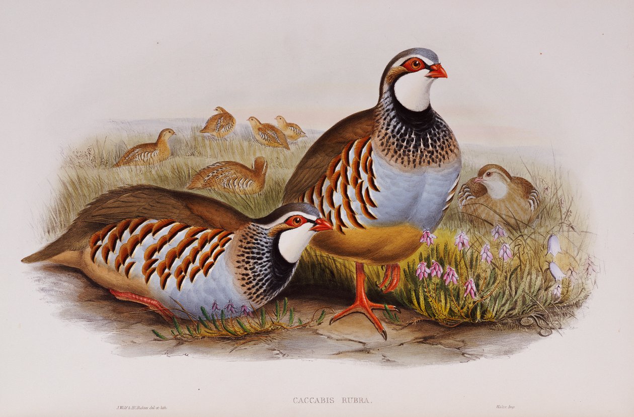 Rödbenta rapphöns, 1862-73 av John Gould