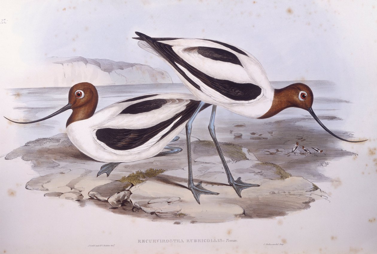 Rödhalsad avocet (Recurvirostra novaehollandiae), gravyr av John Gould av John Gould