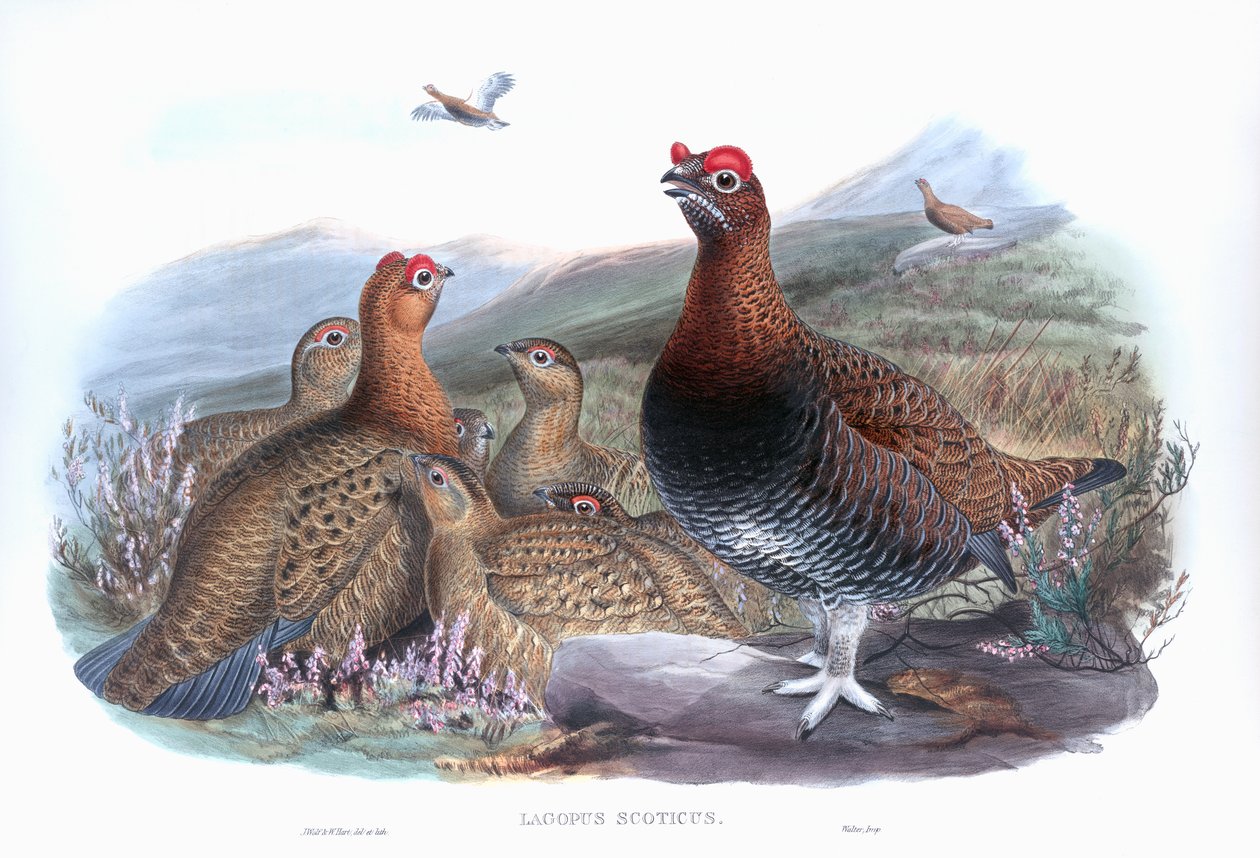 Orra Lagopus lagopus scotica av John Gould