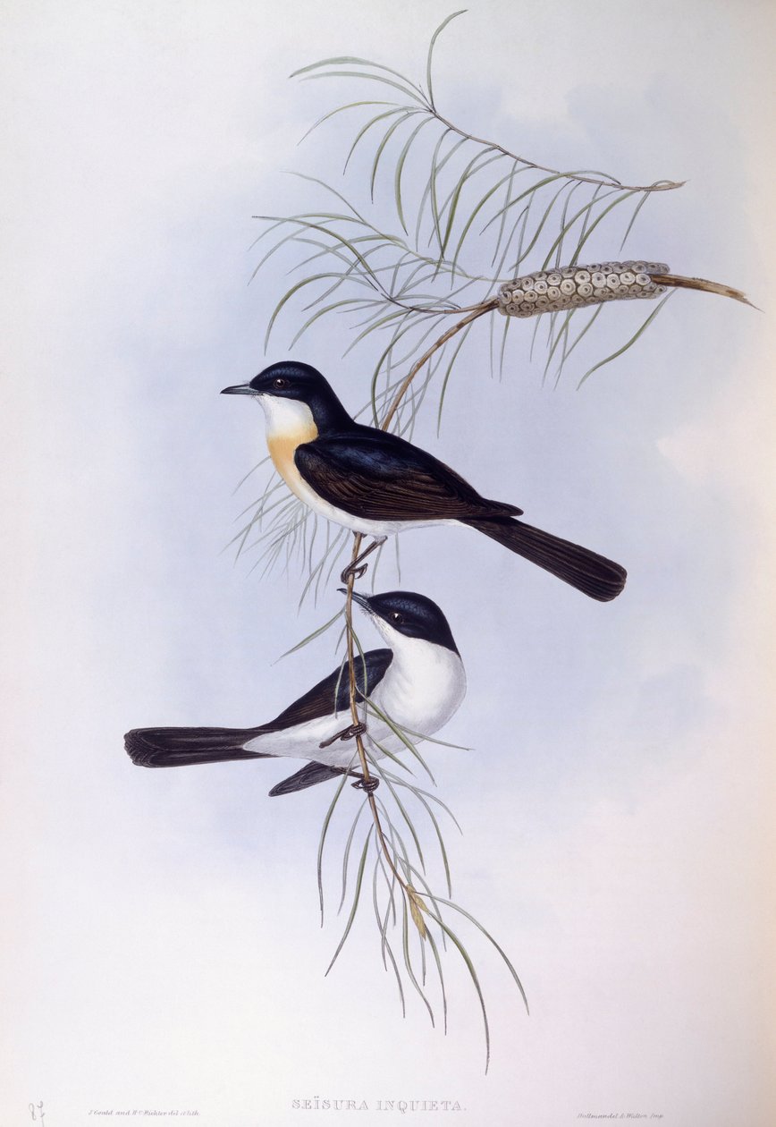 Rastlös flugsnappare (Myiagra inquieta), Gravyr av John Gould av John Gould