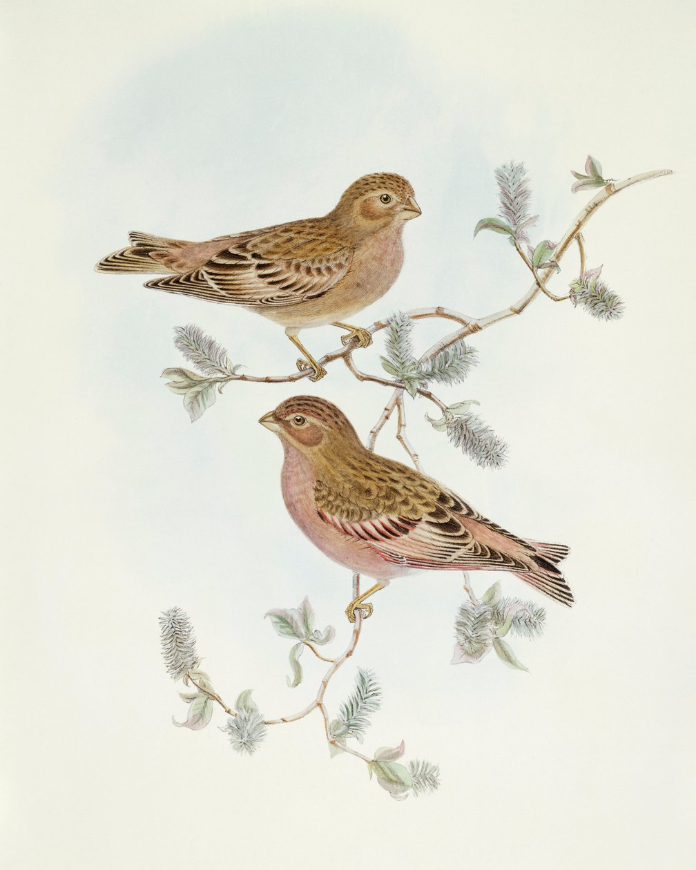Rosenfinke (Erythrospiza incarnata), Indgravering af John Gouldswed av John Gould