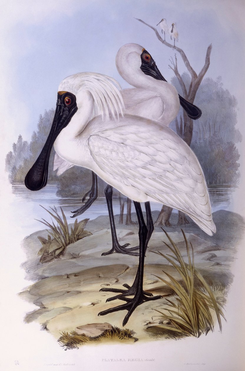 Kunglig skednäbb (Platalea regia), Gravyr av John Gould av John Gould