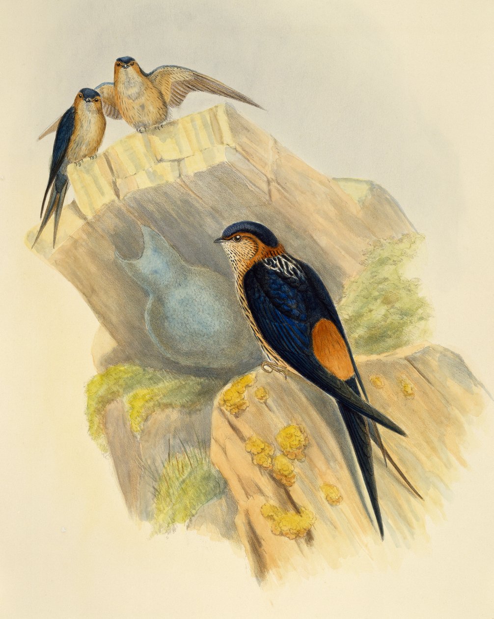 Rufous-bellied Swallow (Hirundo daurica), gravyr av John Gould (1804-1881), Storbritannien av John Gould