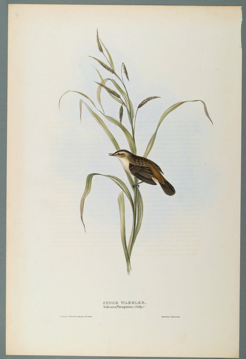 Salicaria Phragmatis: Sedge Warbler (färg litho på vävt papper) av John Gould