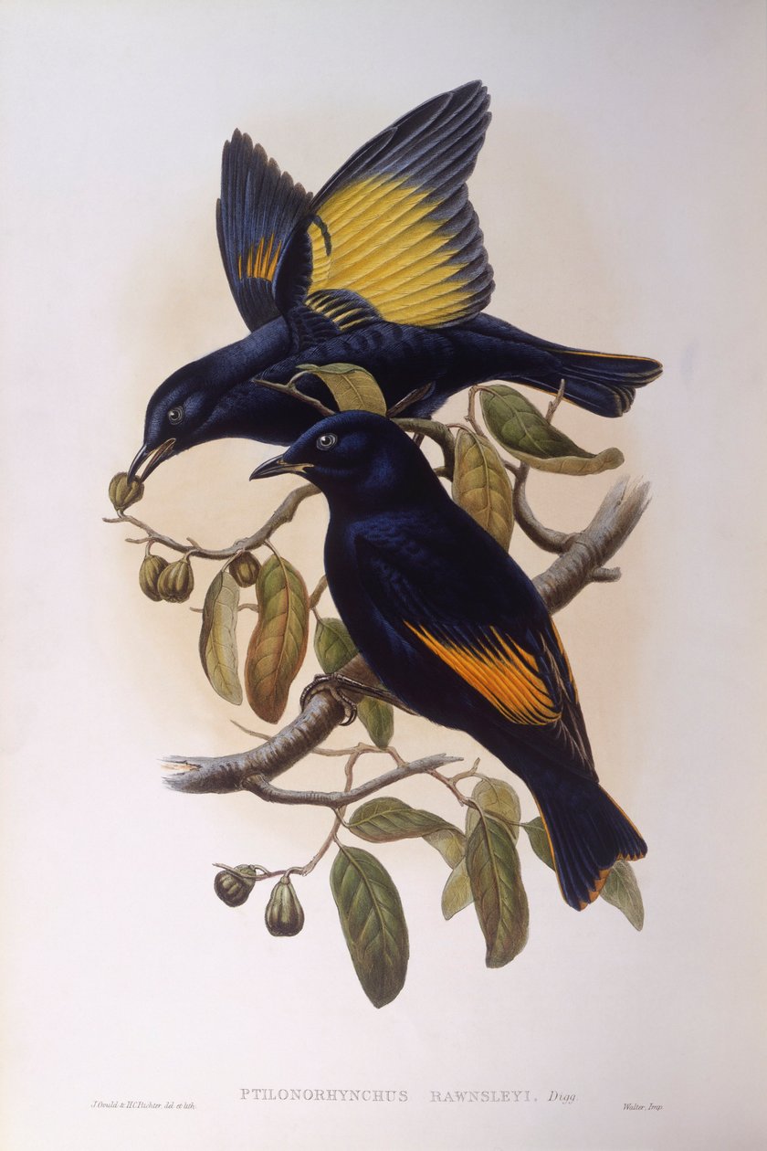 Satinbowerbird (Ptilonorhynchus violaceus), gravyr av John Gould av John Gould