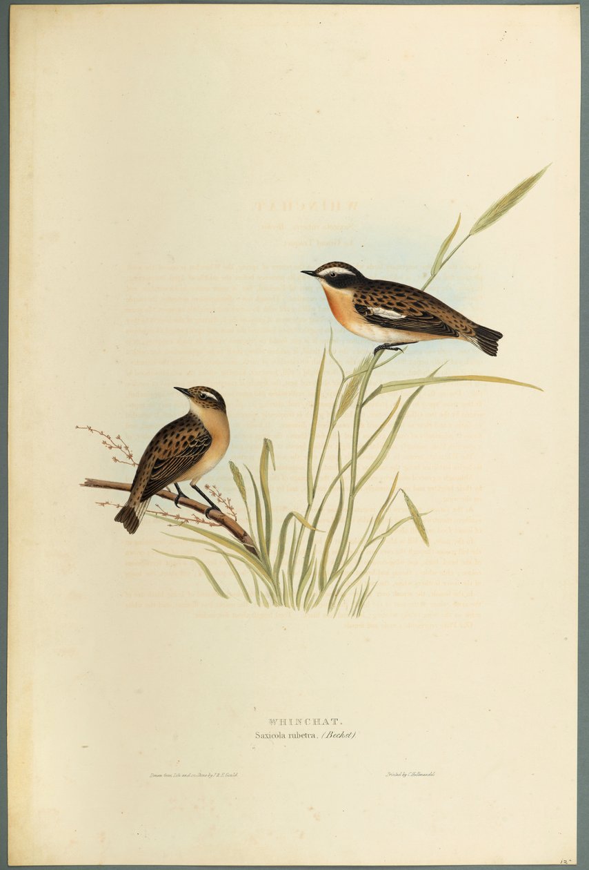 Saxicola Rubetra - Whinchat (färg litho på vävt papper) av John Gould