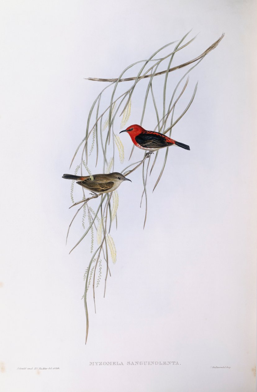 Scarlet myzomela (Myzomela sanguinolenta), gravyr av John Gould av John Gould