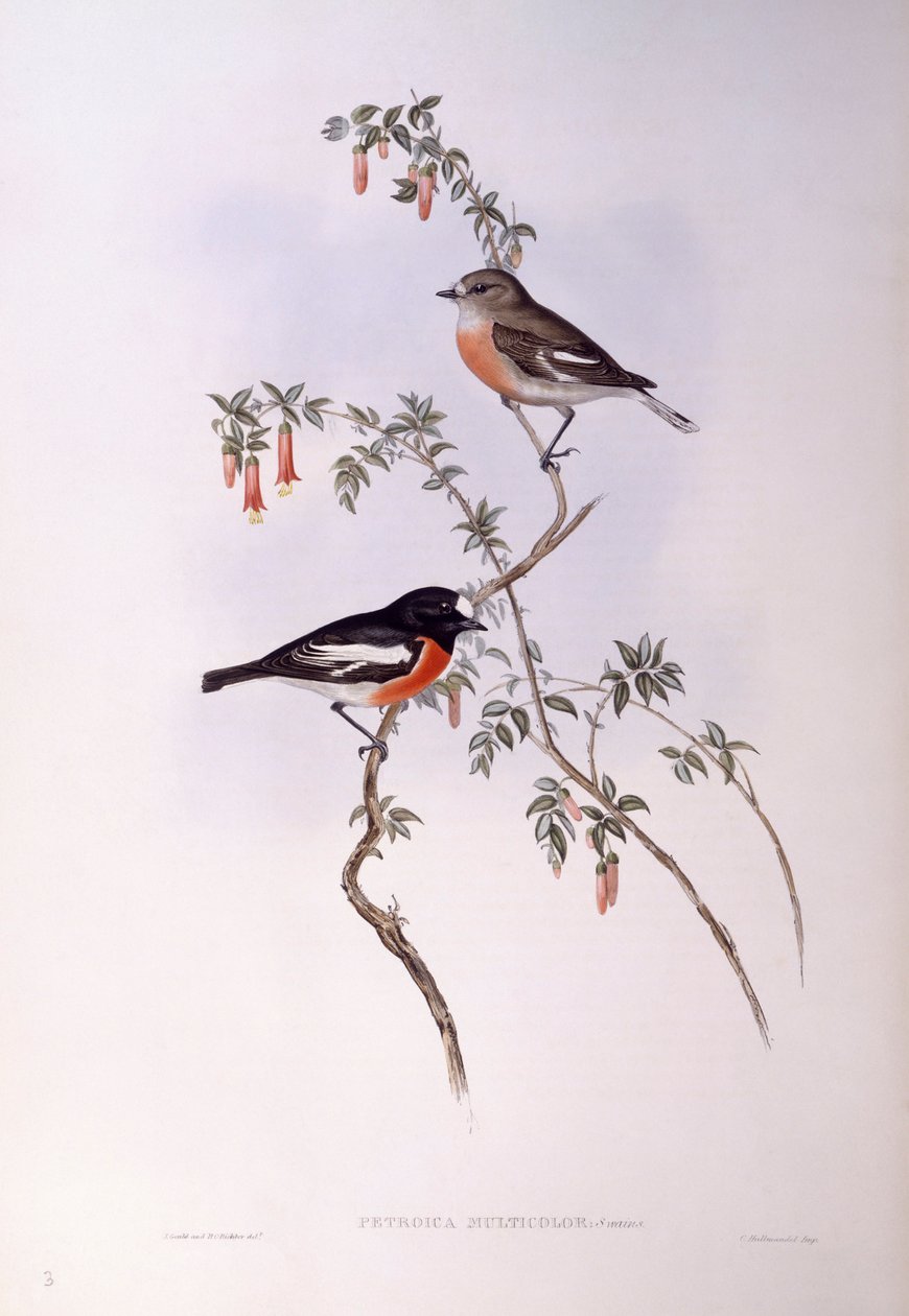 Scarlet robin (Petroica multicolour), Gravyr av John Gould av John Gould