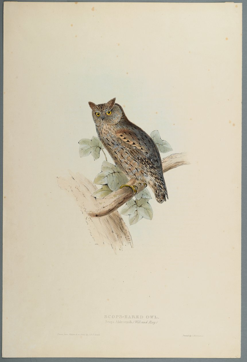 Scops Aldrovandi - Scops Eared Owl (färg litho på vävt papper) av John Gould