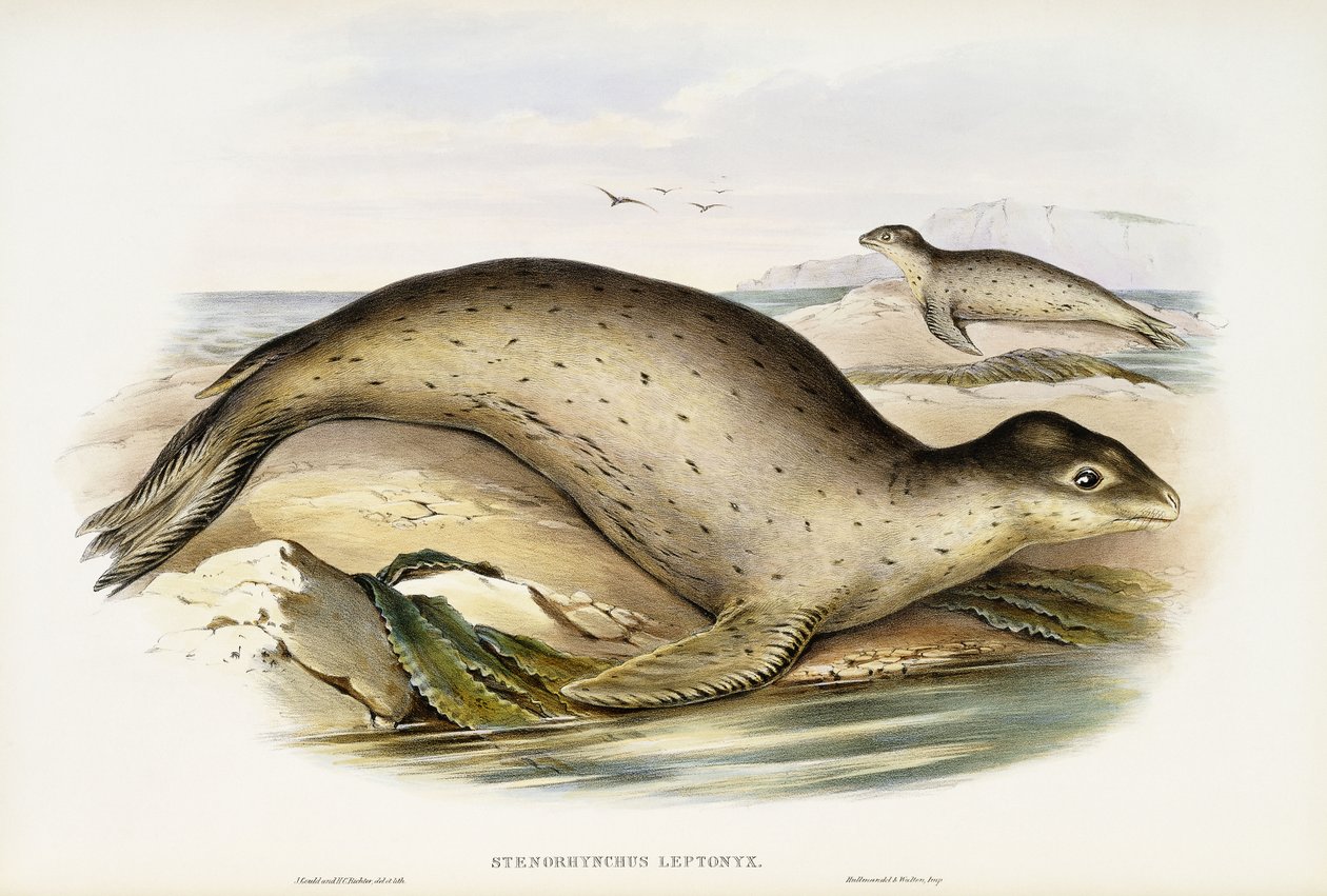 Sjöleopard av John Gould